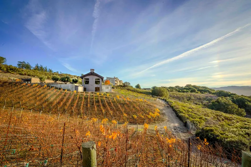 Vineyard rows glowing in autumn light on a Central Coast hillside