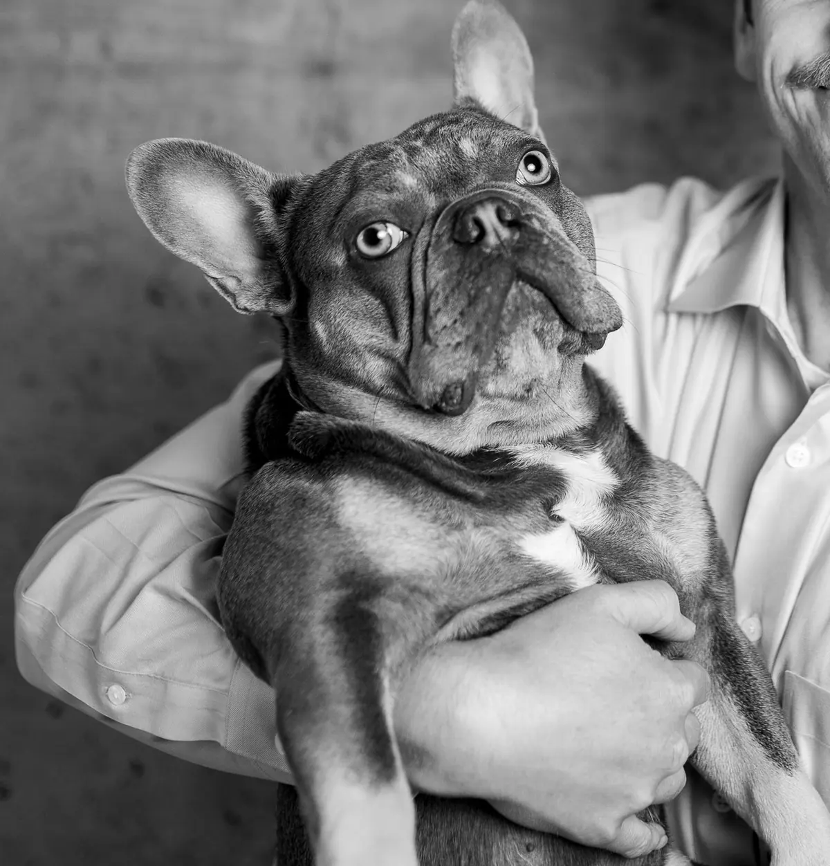 Arlo, a French bulldog who keeps the Groza office company