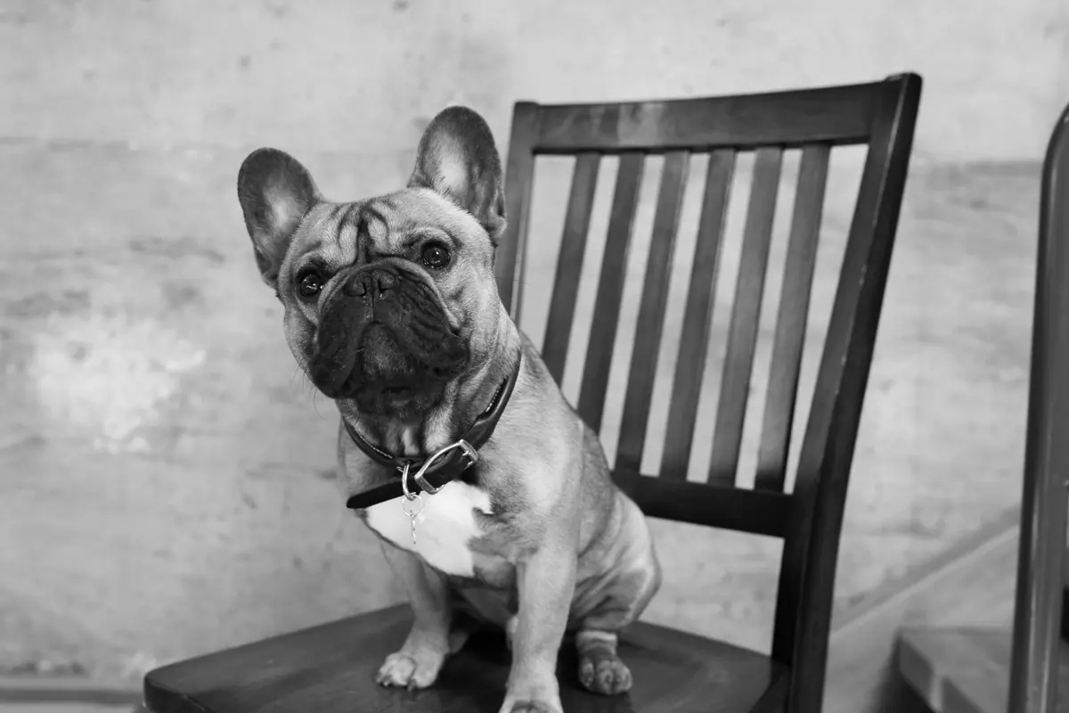 Auggie, a French bulldog who keeps the Groza office company
